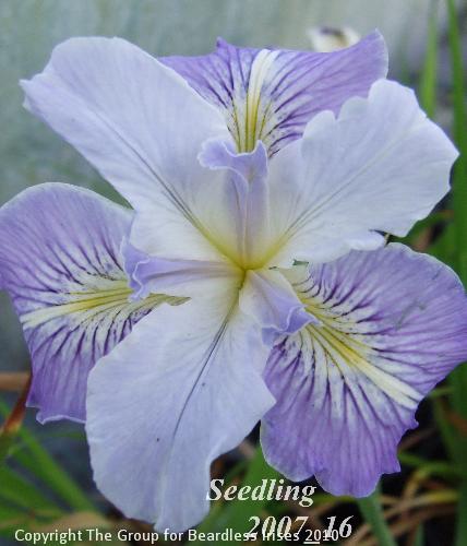 pci seedling 2007_16